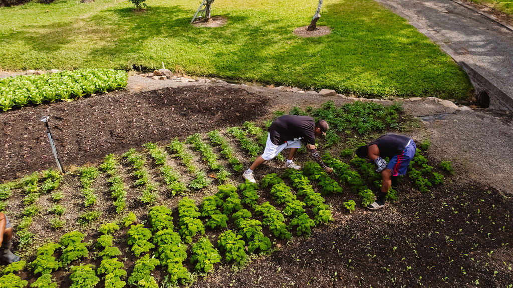 Productores cosechando lechugas en el campo