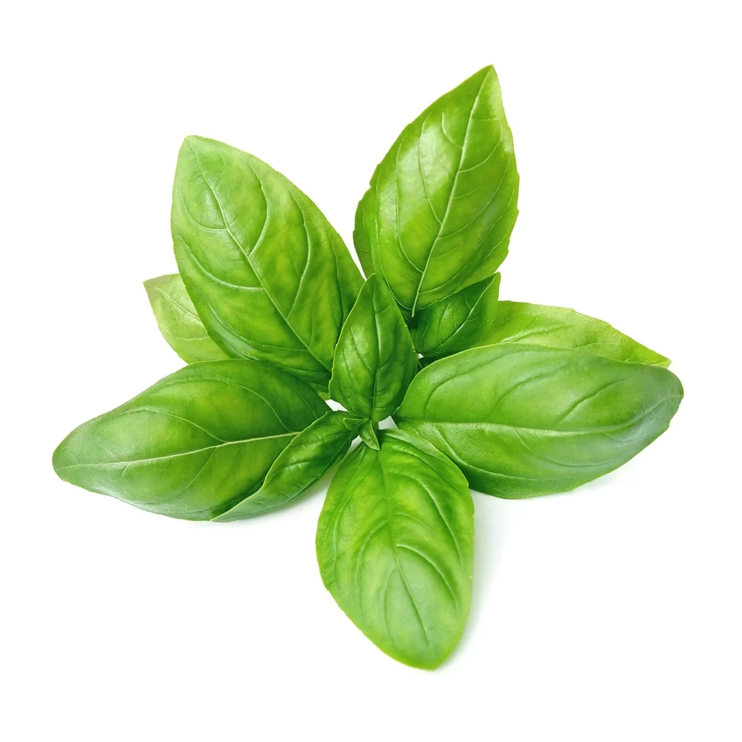 Albahaca