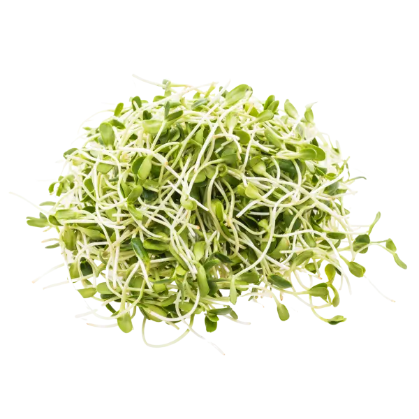 Alfalfa Bandeja 100g