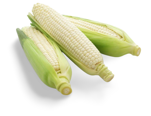 Elotes Nacional