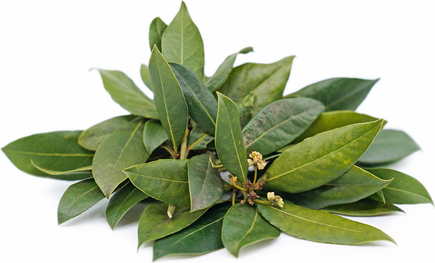 Hoja De Laurel Cartón