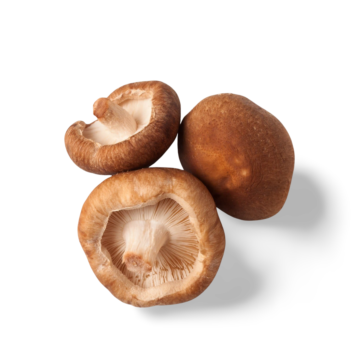 Hongo Shiitake