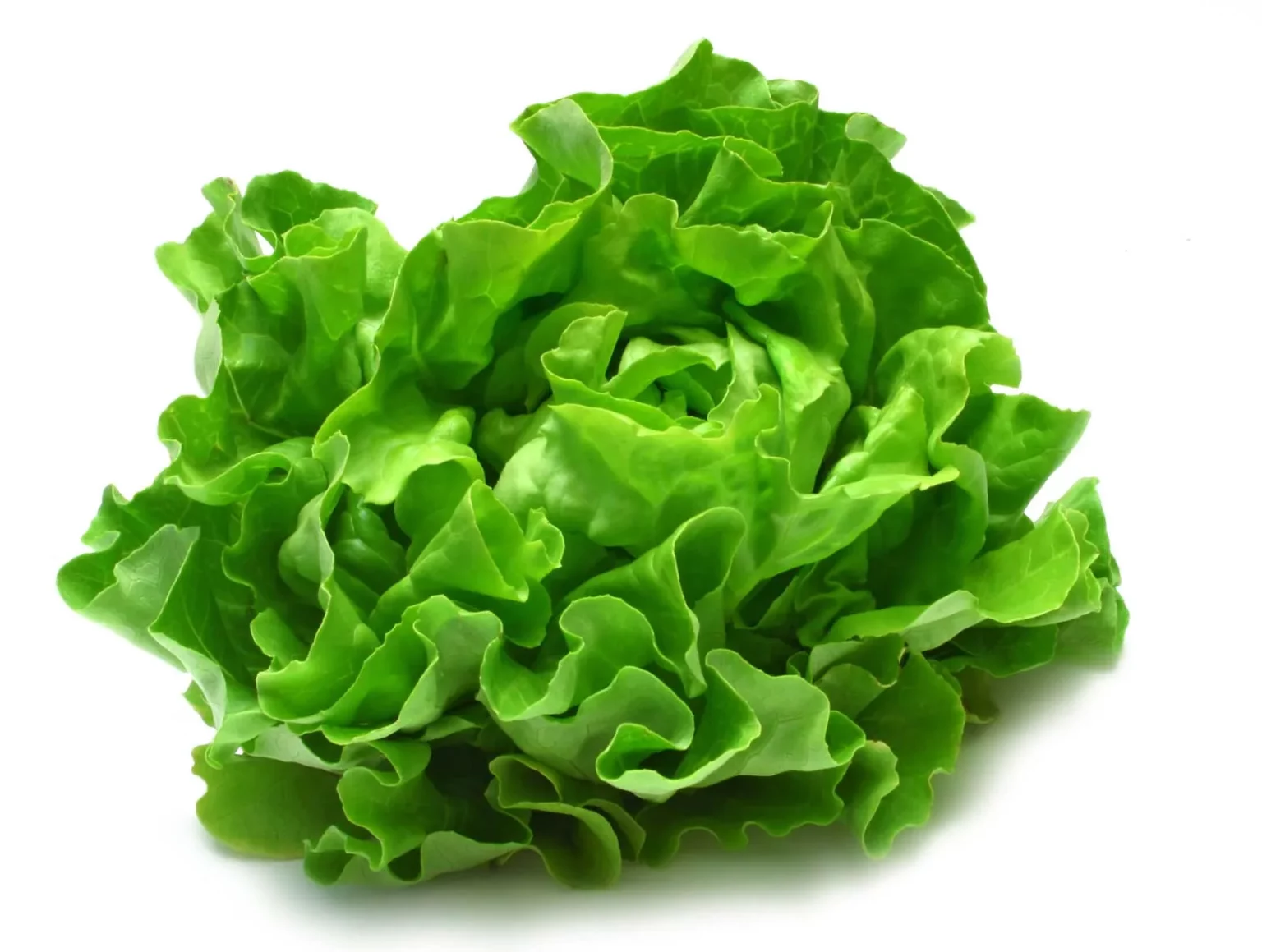Lechuga Americana