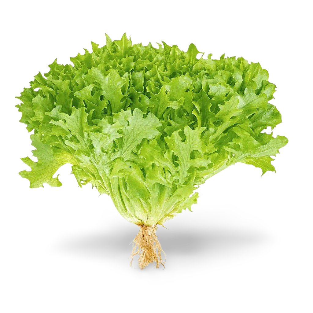 Lechuga Escarola