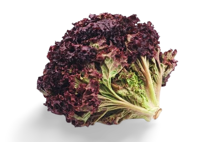 Lechuga Lolorosa Red