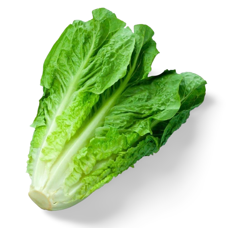 Lechuga Romana