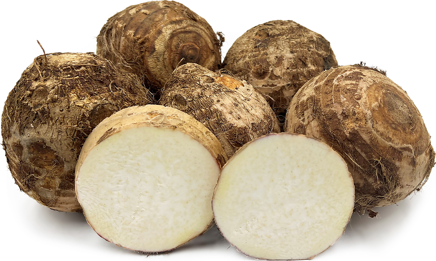 Malanga