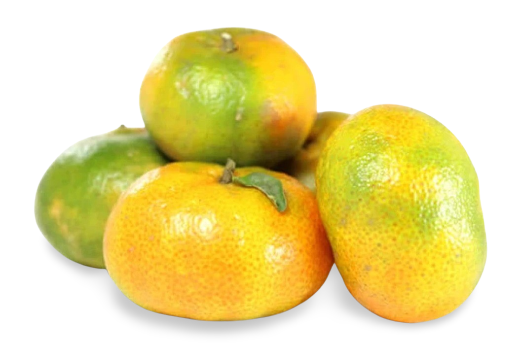 Mandarina Nacional