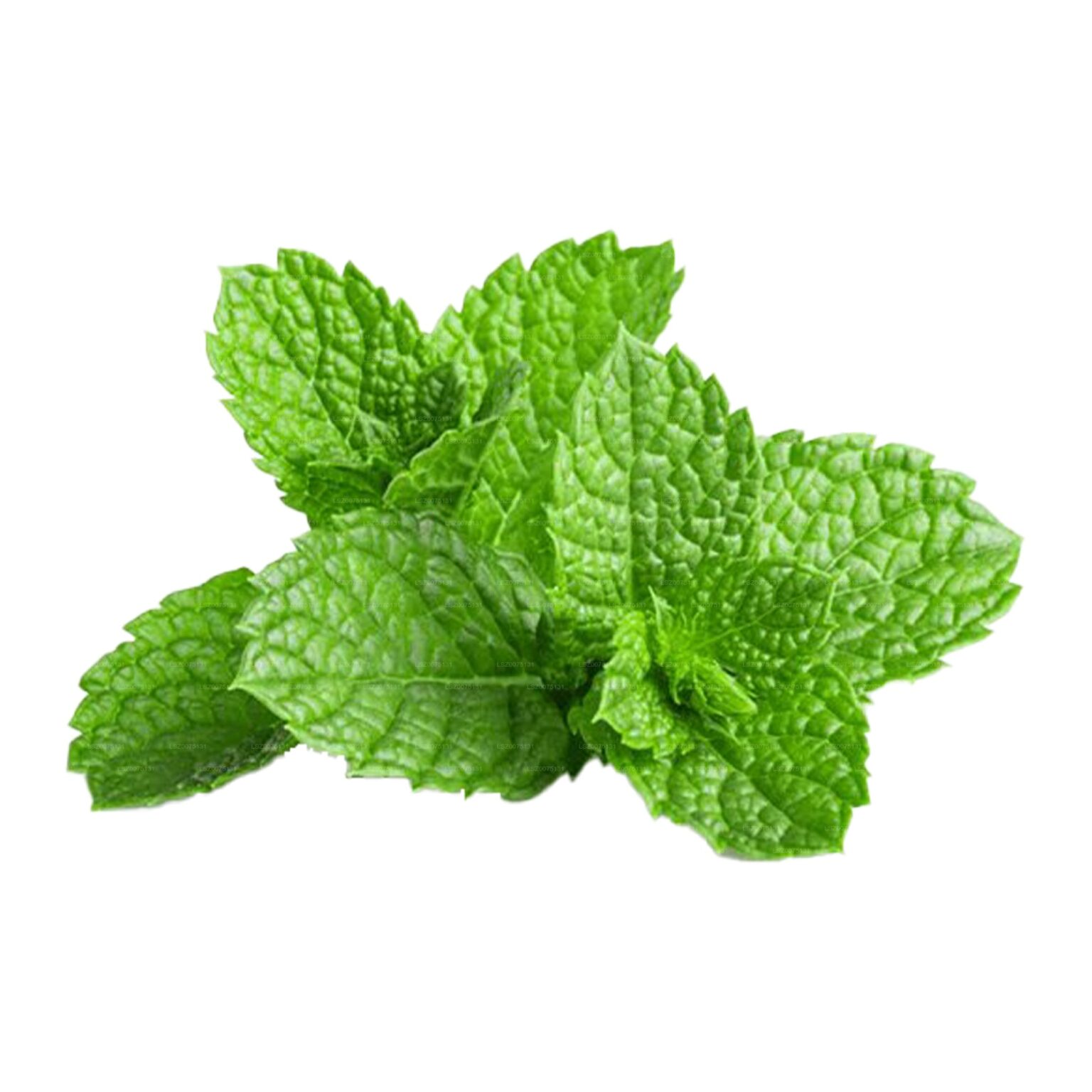 Menta Rollito