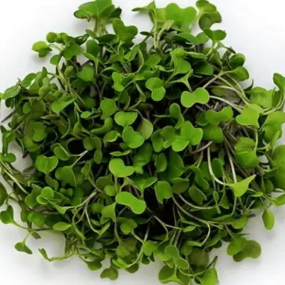 Microgreen Bandeja