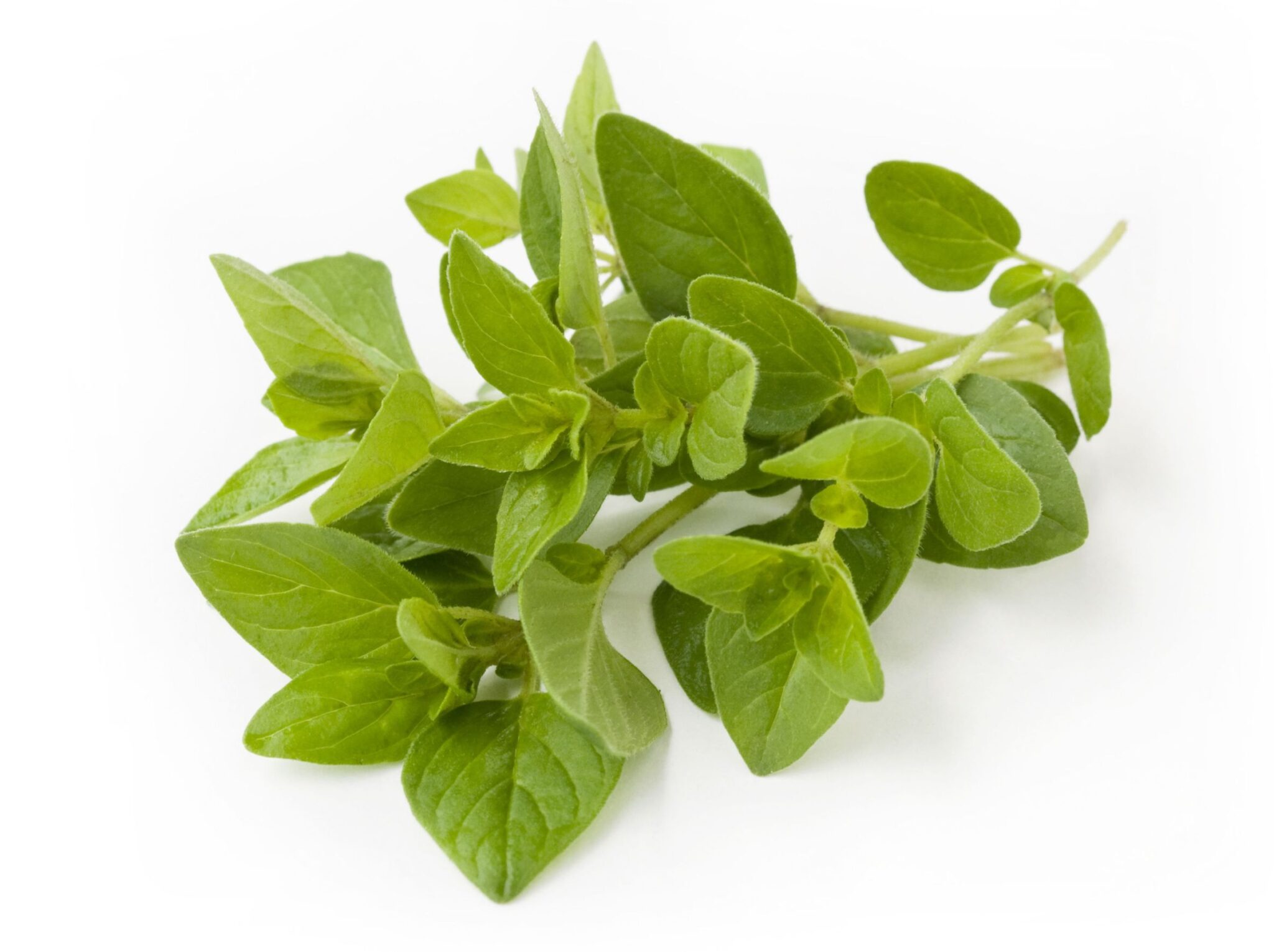 Orégano Rollo
