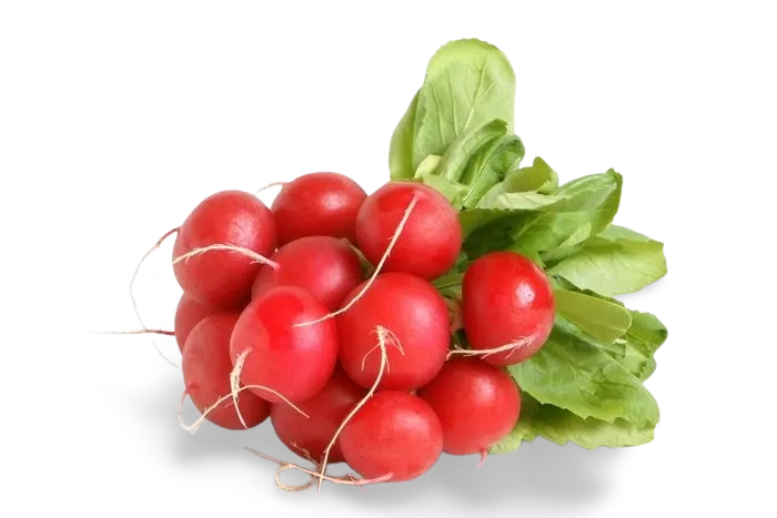 Rabanito
