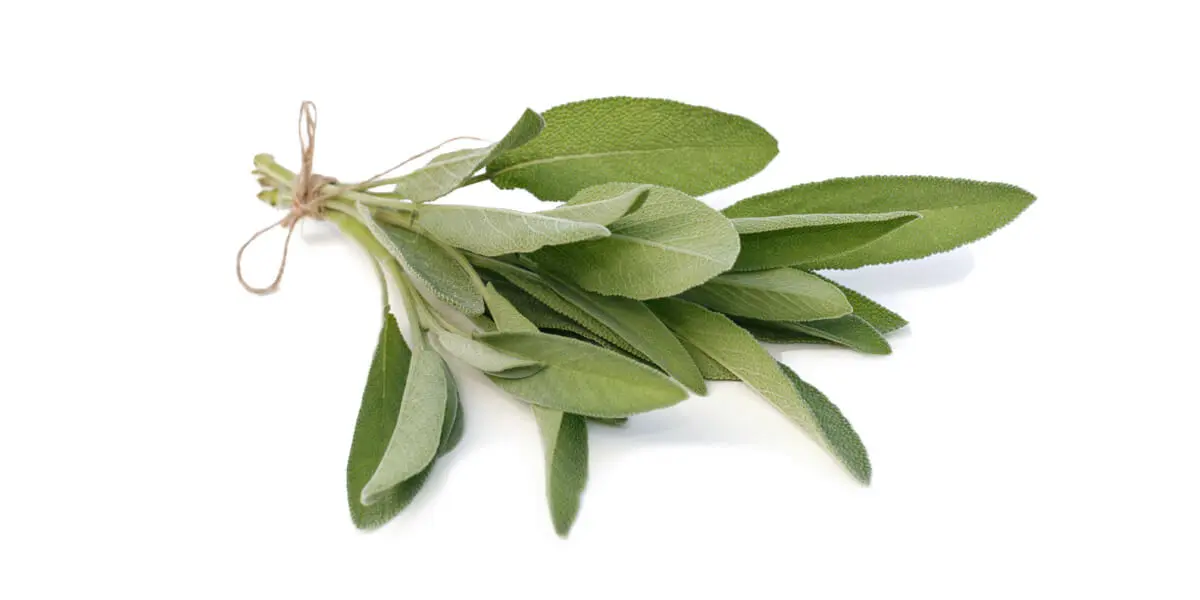 Salvia Rollo