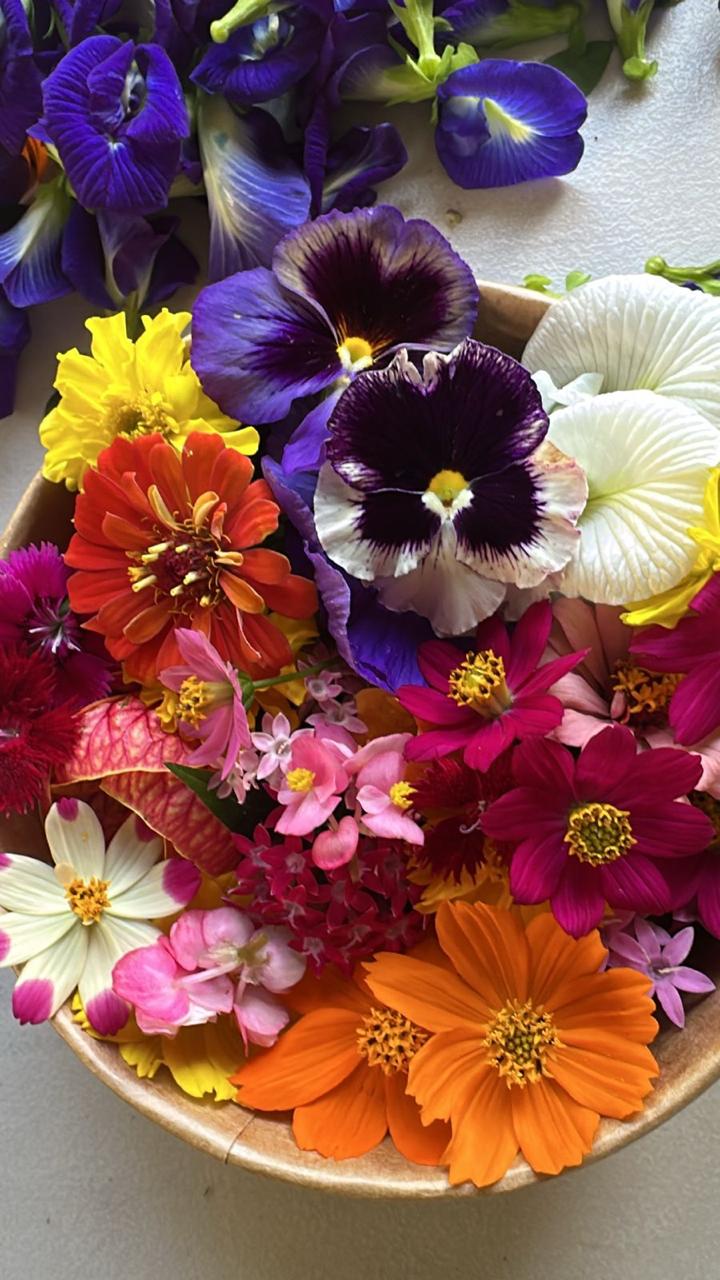 Flores comestibles variadas: pensamientos, zinnias y cosmos en rojo, morado y blanco