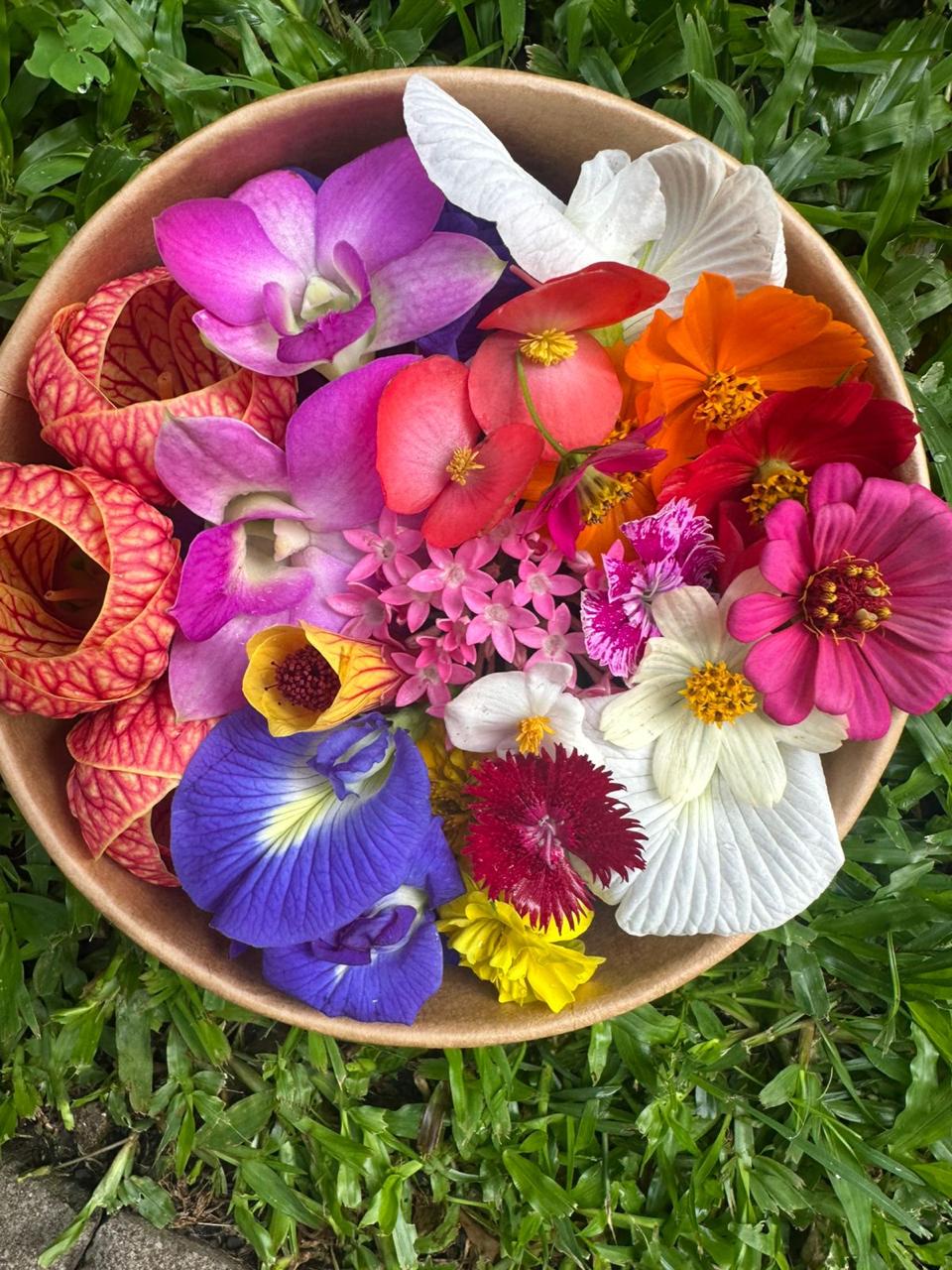 Tazón de begonias, clitoria azul y pensamientos