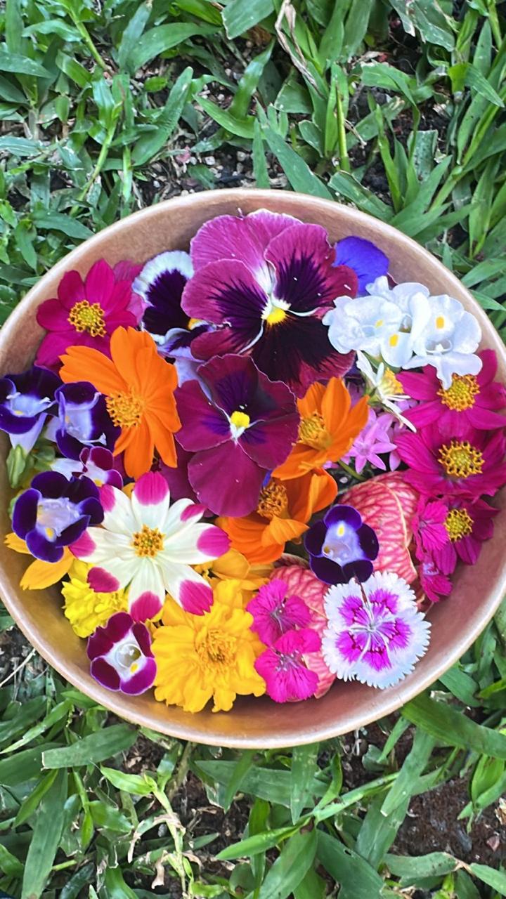 Tazón de pensamientos morados, cosmos naranja y dianthus rosados