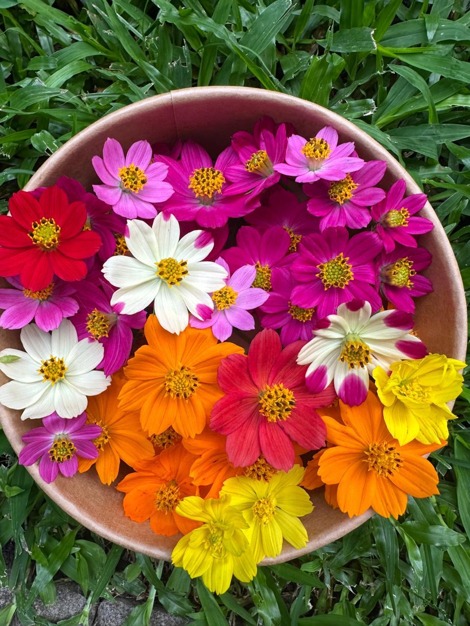 Tazón de cosmos naranja, margaritas blancas y flores fucsia