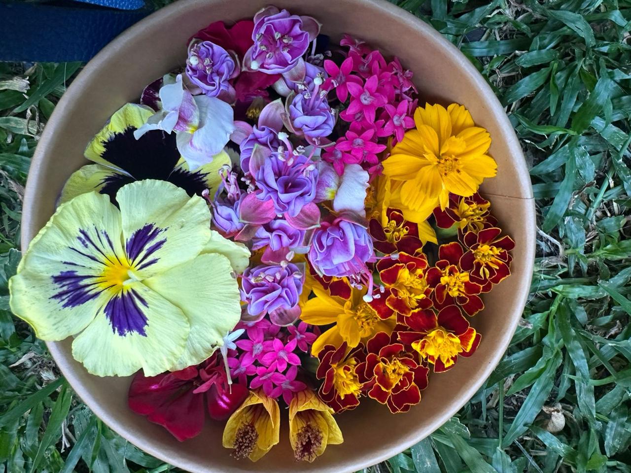Tazón de pensamientos amarillos, flores lilas y tagetes rojos