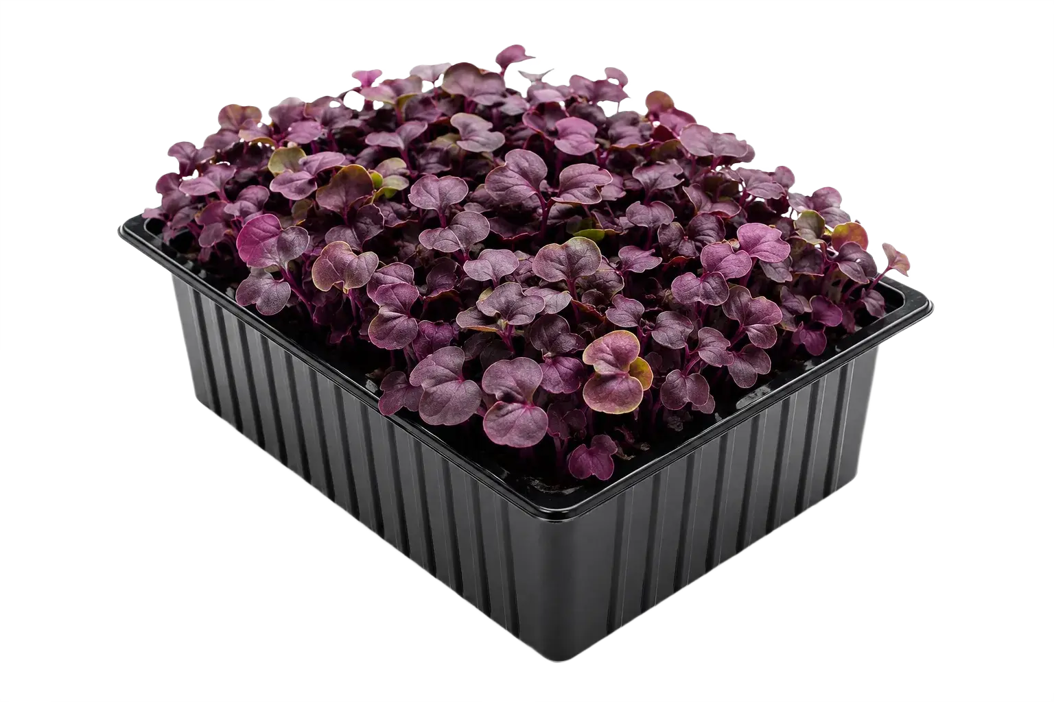 Albahaca Morada