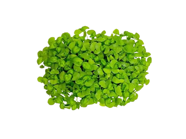 Albahaca Verde