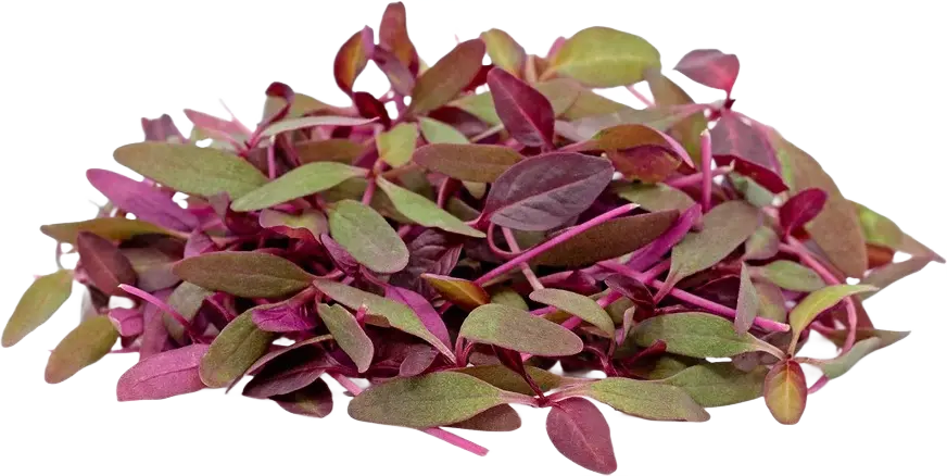 Amaranthus Red