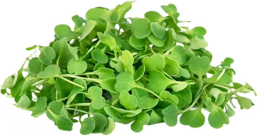 Arúgula