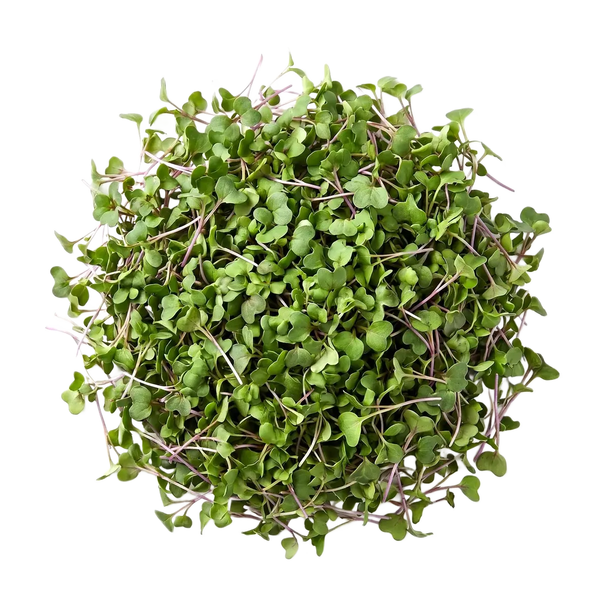 Brócoli