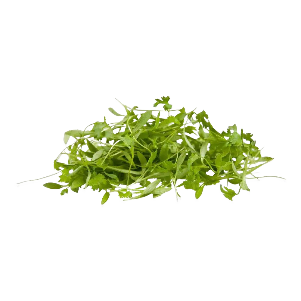 Culantro