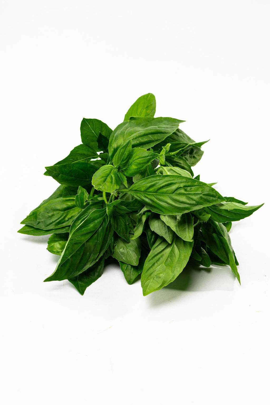 Albahaca