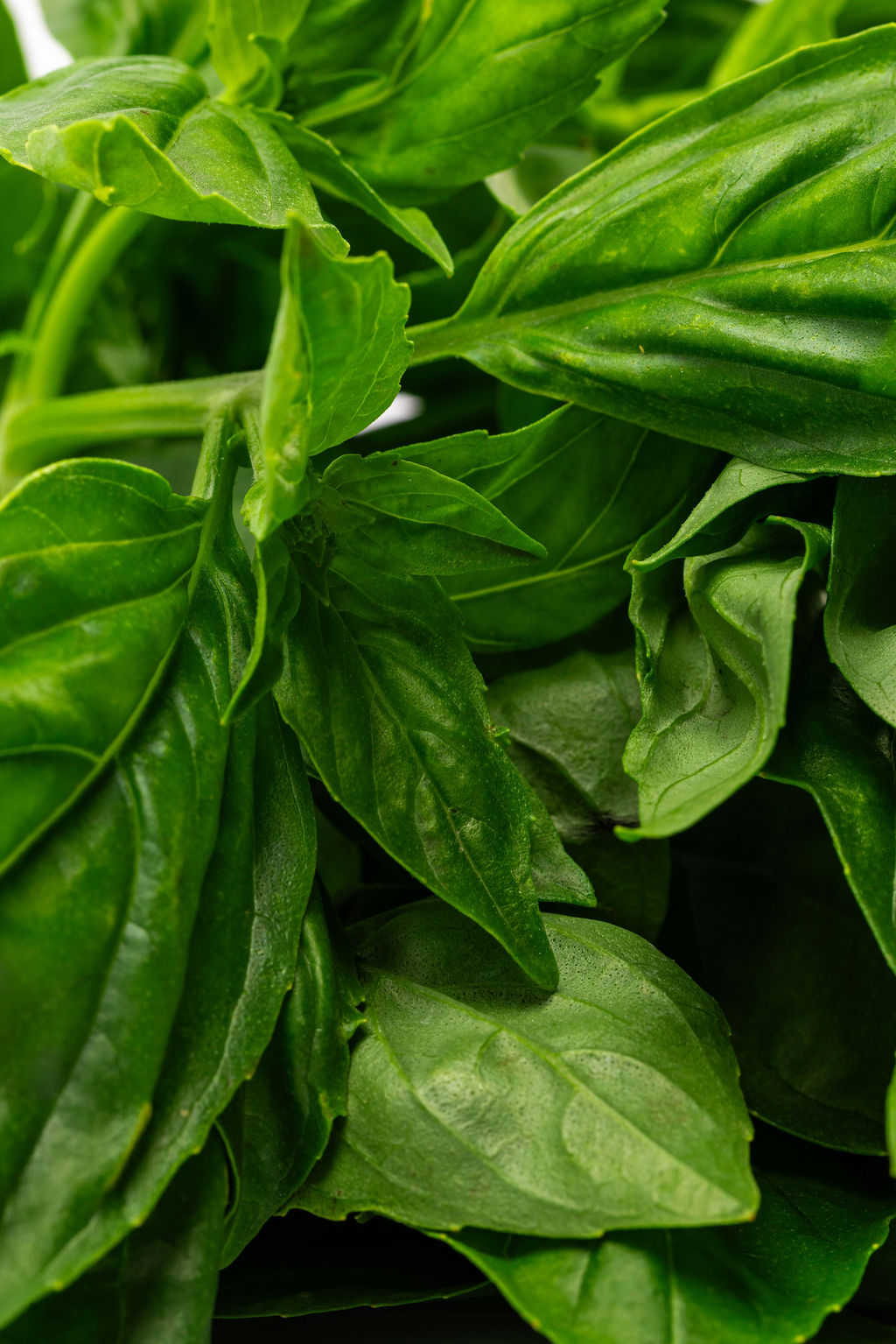 Albahaca: detalle de las hojas