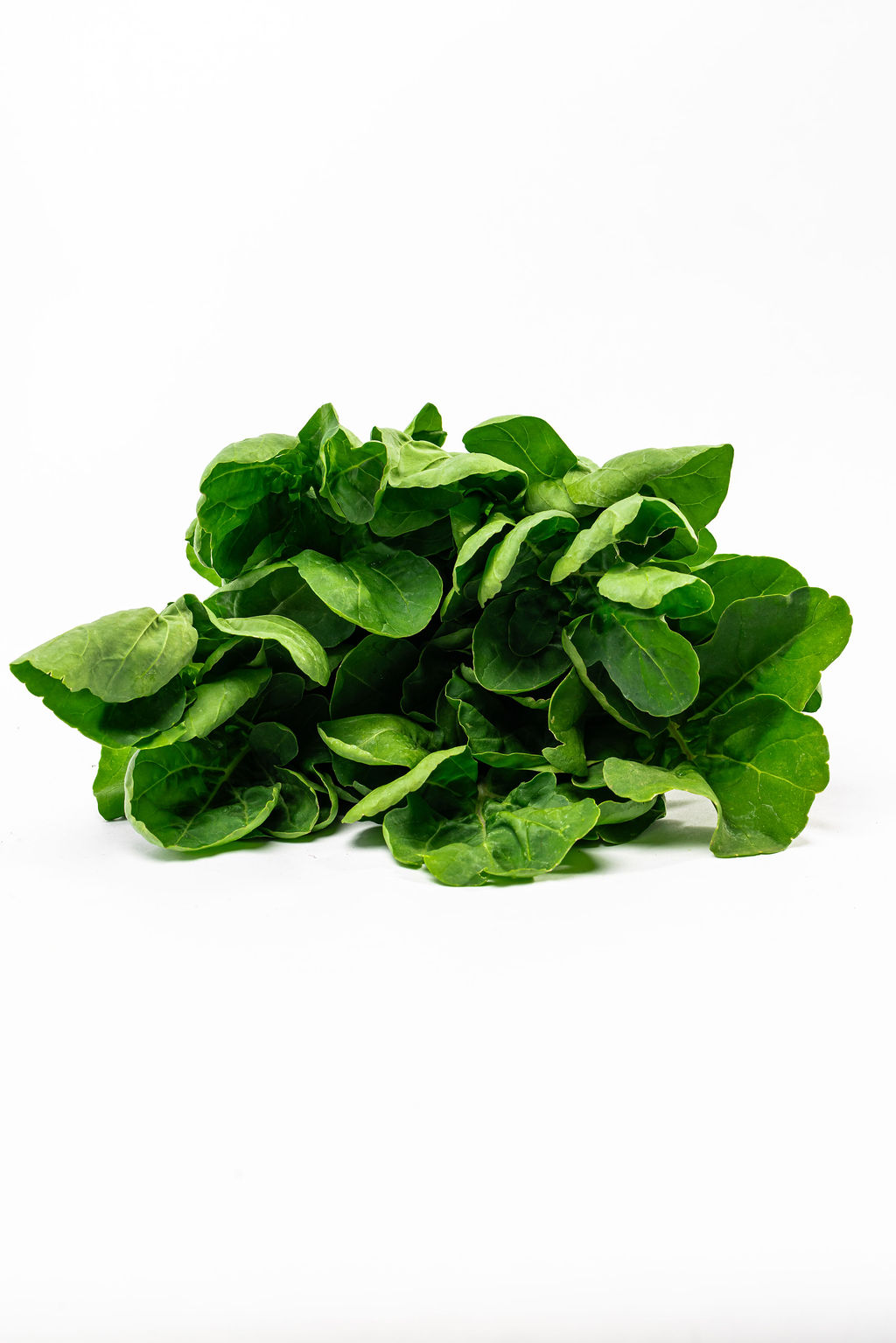 Arugula