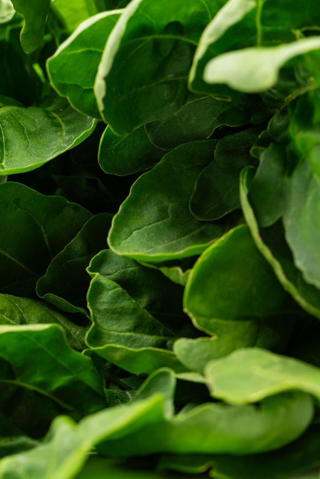 Arugula: detalle de las hojas