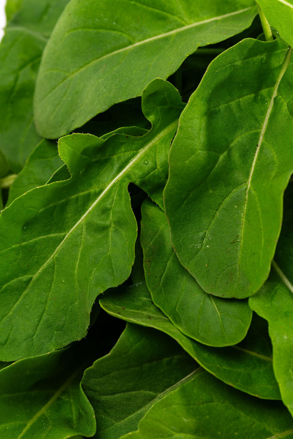 Arugula baby: detalle de las hojas