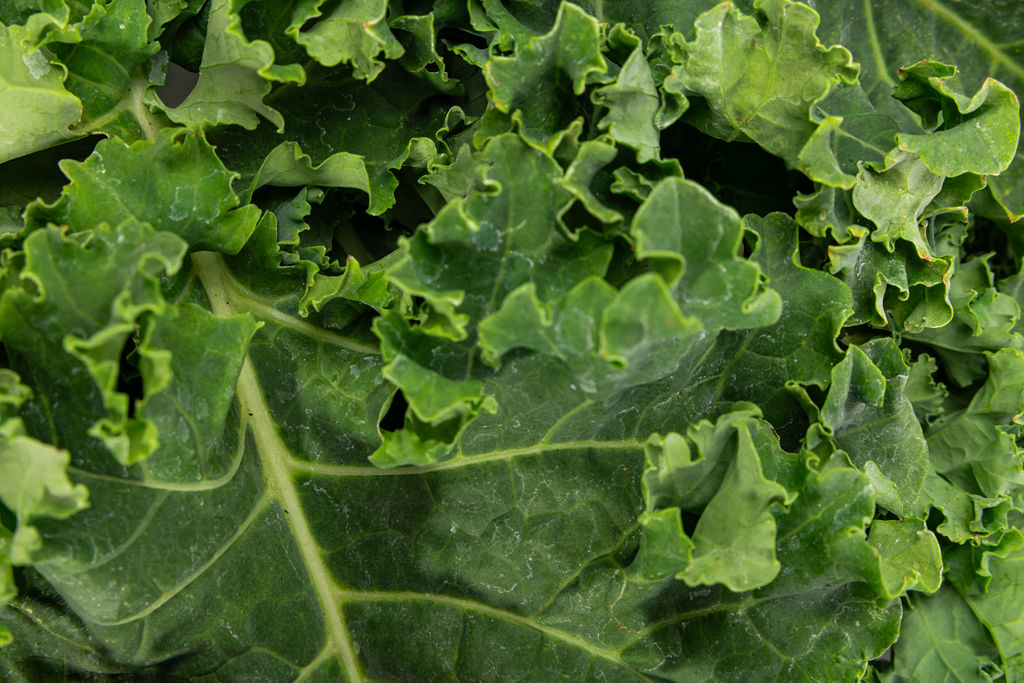 Kale: detalle de las hojas