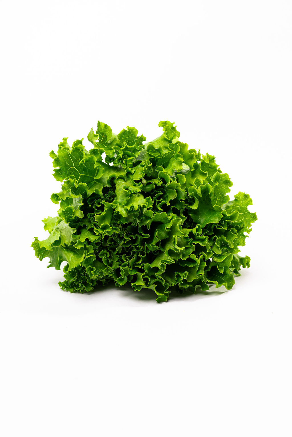 Lechuga Americana