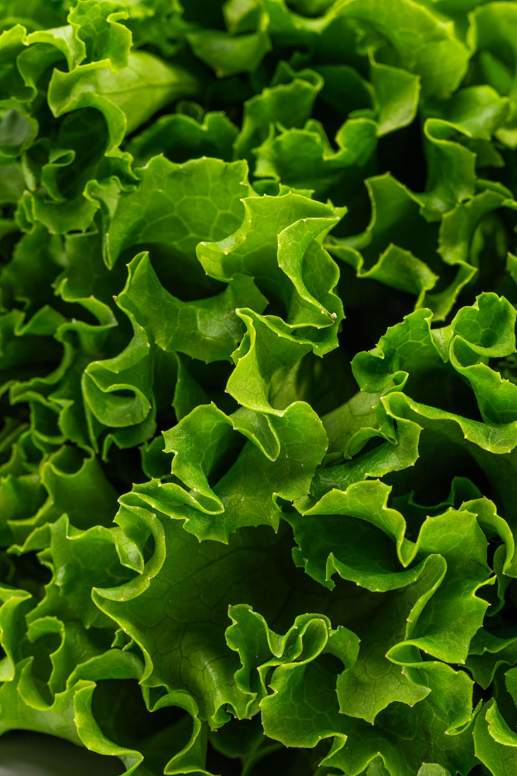 Lechuga americana: detalle de las hojas