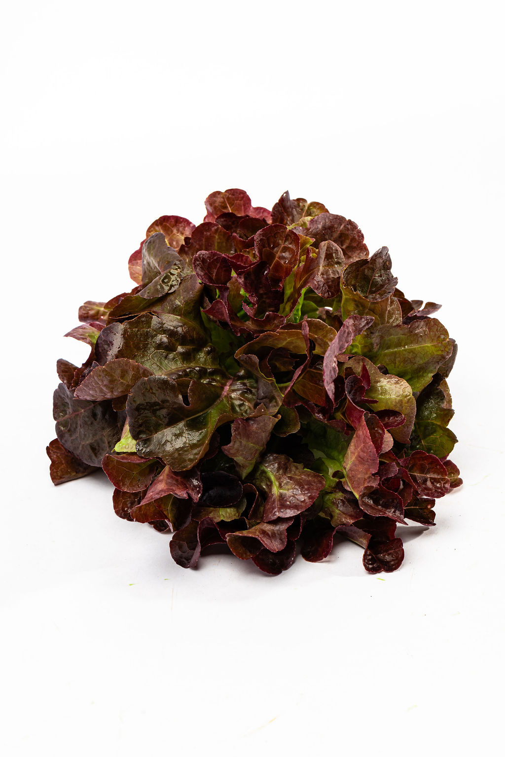 Lolorosa