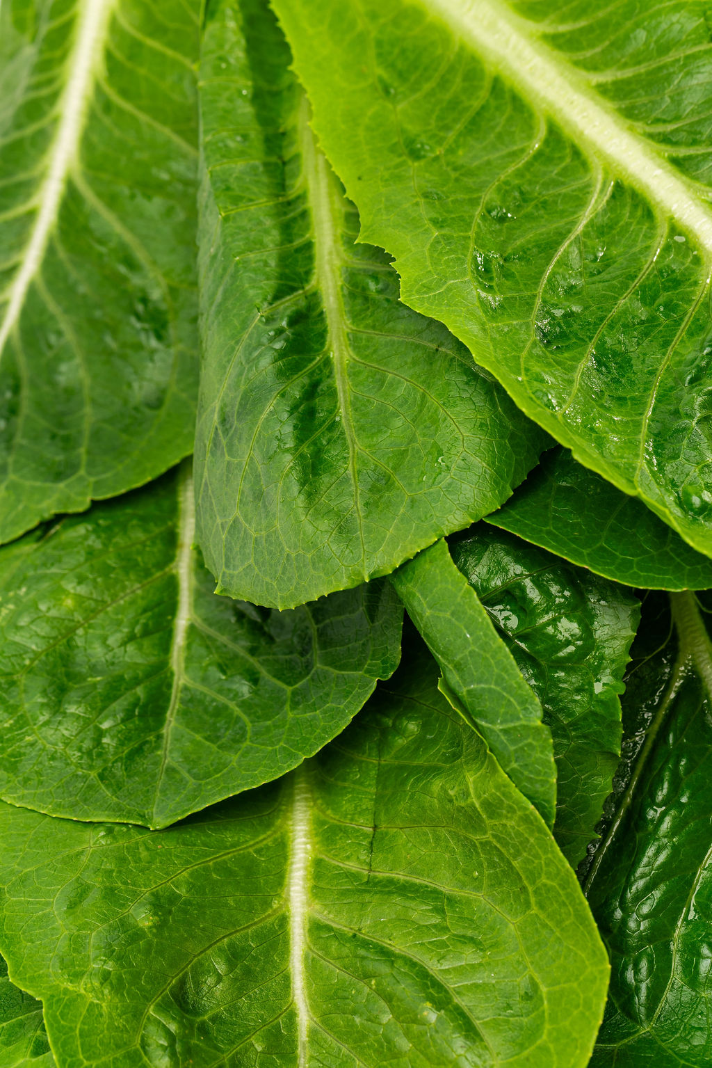 Lechuga romana: detalle de las hojas