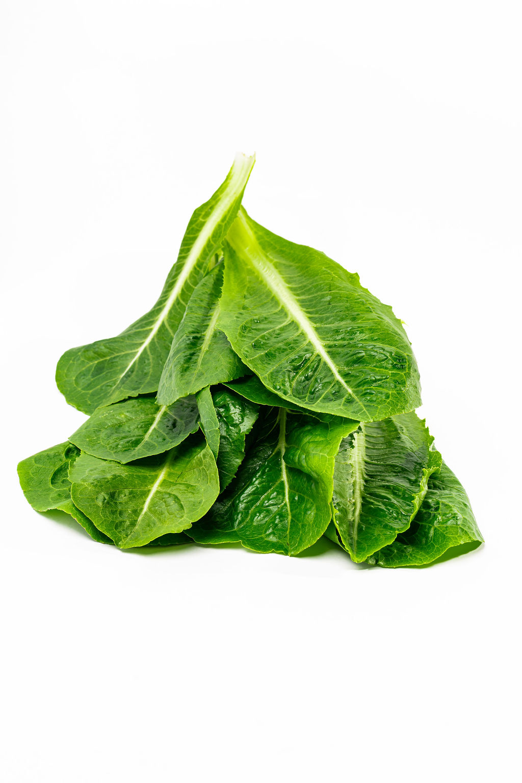 Lechuga Romana