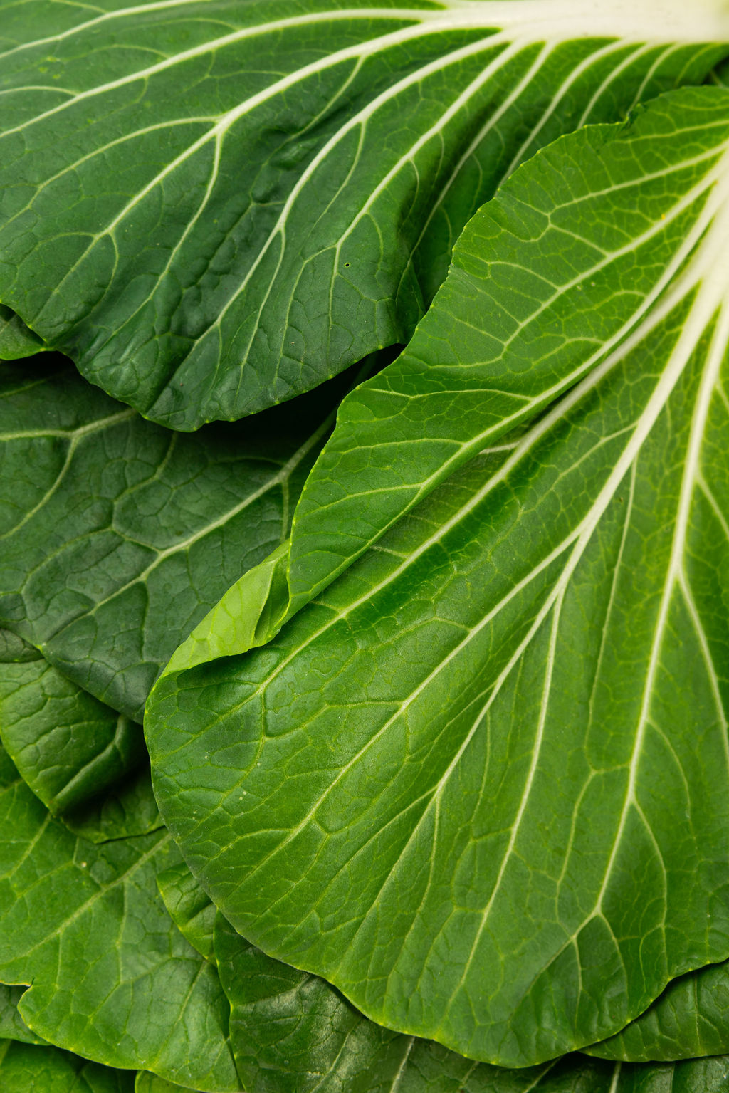 Pak choi: detalle de las hojas