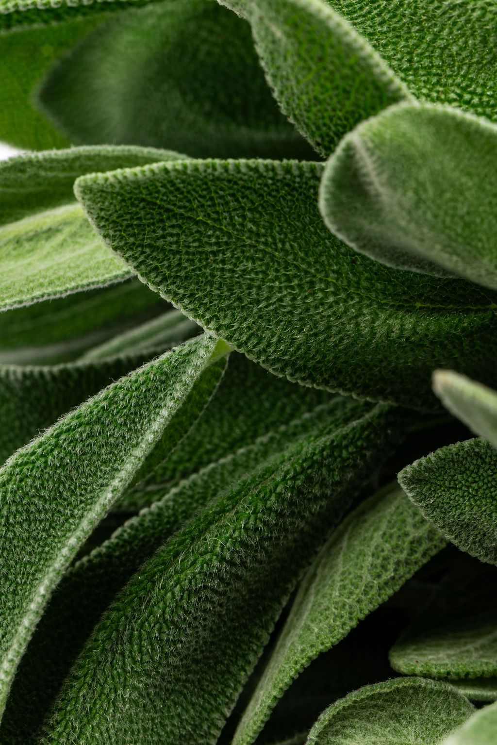 Salvia: detalle de las hojas